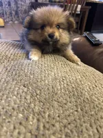 Pomeranian , a male Pomeranian for sale in Bakersfield, CA – 1 of 2