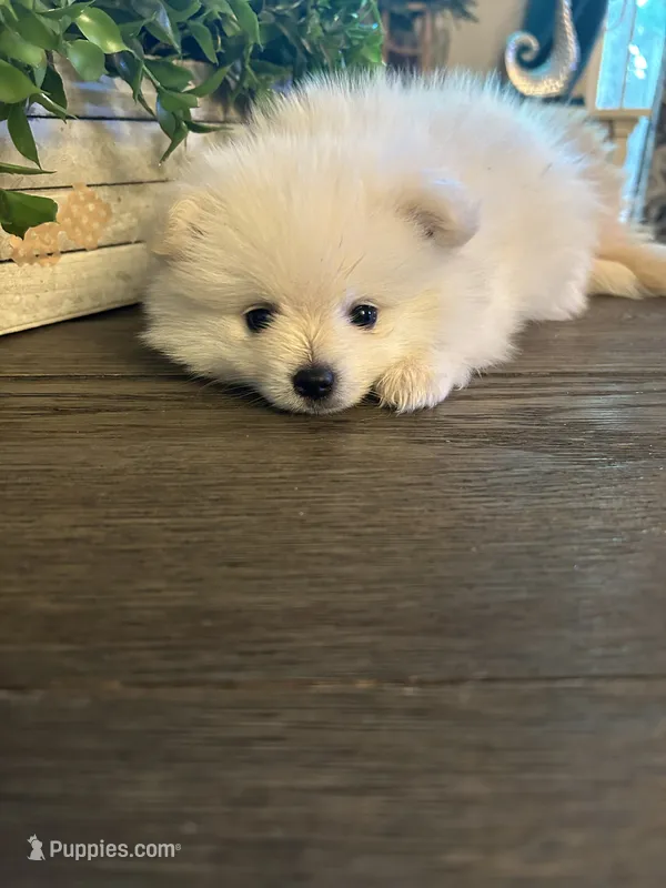Female Pomeranian  – Pomeranian puppy for sale in Bakersfield, CA