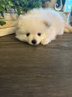 Female Pomeranian , a female Pomeranian for sale in Bakersfield, CA – 1 of 3