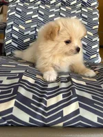 Pomeranian , a female Pomeranian for sale in Bakersfield, CA – 1 of 2