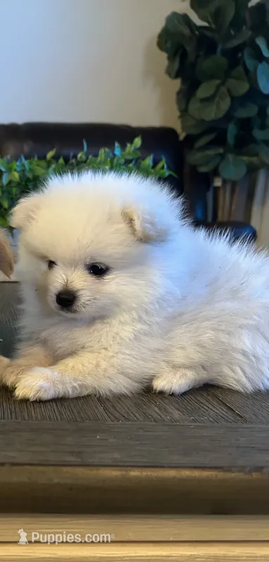 Female Pomeranian  – Pomeranian puppy for sale in Bakersfield, CA