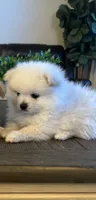 Female Pomeranian , a female Pomeranian for sale in Bakersfield, CA – 3 of 3