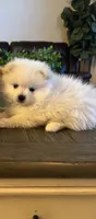 Female Pomeranian , a female Pomeranian for sale in Bakersfield, CA – 2 of 3