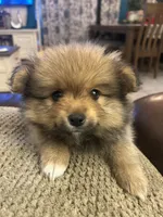 Pomeranian , a male Pomeranian for sale in Bakersfield, CA – 2 of 2
