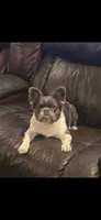 Lily, a female French Bulldog for sale in Phoenix, AZ – 3 of 3