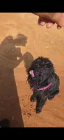 Midnights Secret, a female Giant Schnauzer for sale in Semora, NC – 4 of 5