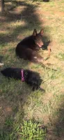 Midnights Secret, a female Giant Schnauzer for sale in Semora, NC – 5 of 5