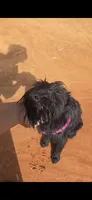 Midnights Secret, a female Giant Schnauzer for sale in Semora, NC – 2 of 5