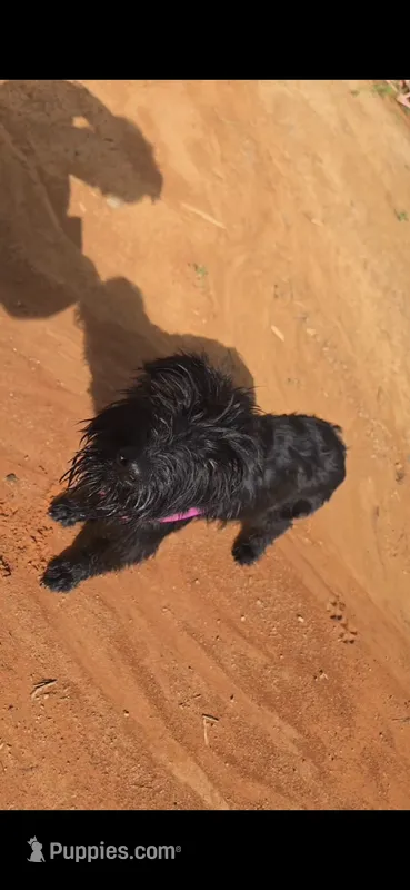 Midnights Secret – Giant Schnauzer puppy for sale in Semora, NC
