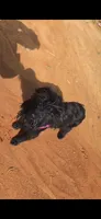 Midnights Secret, a female Giant Schnauzer for sale in Semora, NC – 1 of 5