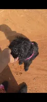 Midnights Secret, a female Giant Schnauzer for sale in Semora, NC – 3 of 5