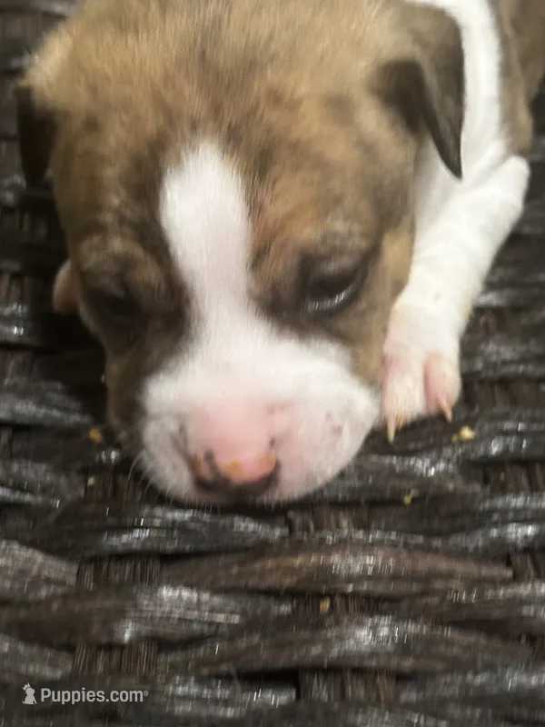 Simba – American Pit Bull Terrier, Chihuahua puppy for sale in Mechanicsville, VA