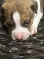 Simba, a male American Pit Bull Terrier and Chihuahua for sale in Mechanicsville, VA – 1 of 2