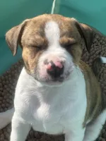 Simba, a male American Pit Bull Terrier and Chihuahua for sale in Mechanicsville, VA – 2 of 2