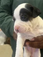 Pebbles, a female American Pit Bull Terrier and Chihuahua for sale in Mechanicsville, VA – 1 of 1