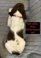 Ranger - English Springer Spaniel, a male English Springer Spaniel for sale in Washington, IN – 3 of 3