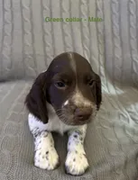 Gunner - English Springer Spaniel, a male English Springer Spaniel for sale in Washington, IN – 1 of 2