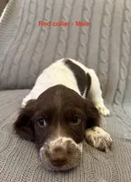 Ranger - English Springer Spaniel, a male English Springer Spaniel for sale in Washington, IN – 2 of 3