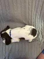 Briar - English Springer Spaniel, a male English Springer Spaniel for sale in Washington, IN – 4 of 4
