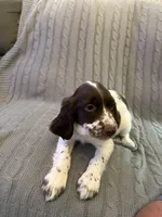 Briar - English Springer Spaniel, a male English Springer Spaniel for sale in Washington, IN – 3 of 4