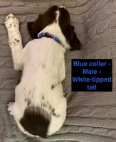 Briar - English Springer Spaniel, a male English Springer Spaniel for sale in Washington, IN – 2 of 4