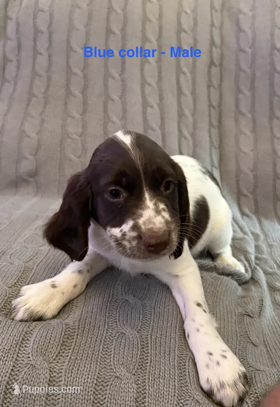 Briar - English Springer Spaniel – English Springer Spaniel puppy for sale in Washington, IN