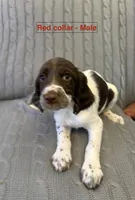 Ranger - English Springer Spaniel, a male English Springer Spaniel for sale in Washington, IN – 1 of 3