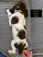Gunner - English Springer Spaniel, a male English Springer Spaniel for sale in Washington, IN – 2 of 2