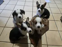Pembroke Welsh Corgi Puppy 5 of 6, a female Pembroke Welsh Corgi for sale in Woodbridge, VA – 5 of 8