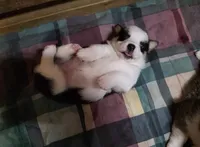 Pembroke Welsh Corgi Puppy 2 of 6, a male Pembroke Welsh Corgi for sale in Woodbridge, VA – 3 of 7