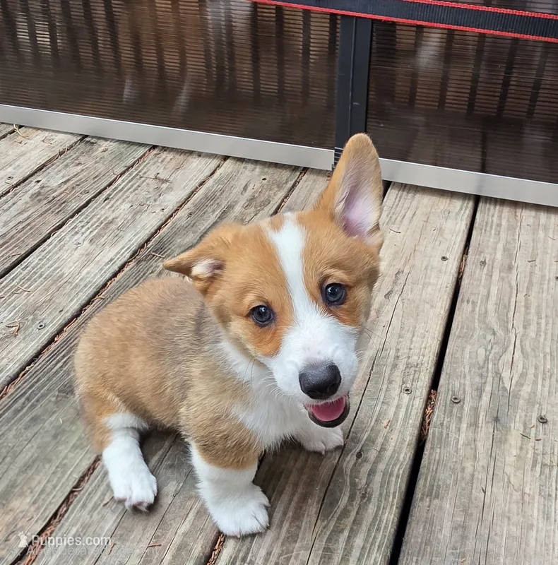 Pembroke Welsh Corgi Puppy 4 of 6 – Pembroke Welsh Corgi puppy for sale in Woodbridge, VA