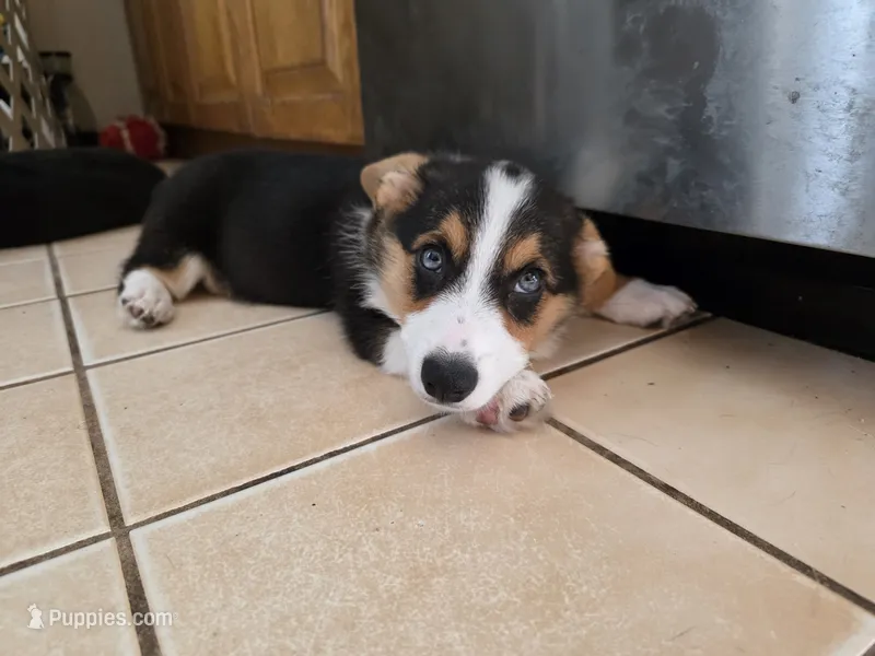 Pembroke Welsh Corgi Puppy 1 of 6 – Pembroke Welsh Corgi puppy for sale in Woodbridge, VA