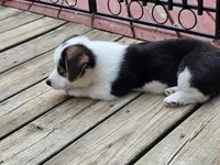 Bear - AKC/DNA Tested - Pembroke Welsh Corgi Puppy , a male Pembroke Welsh Corgi for sale in Woodbridge, VA – 5 of 10