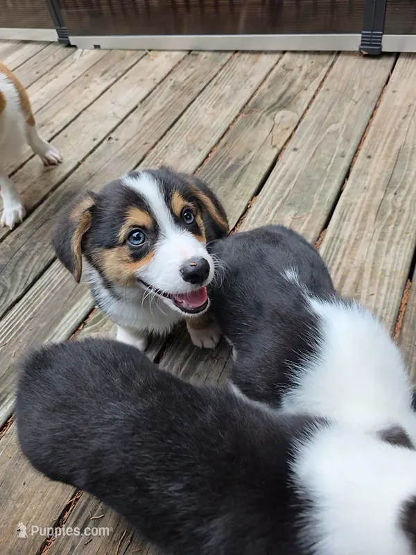 Pembroke Welsh Corgi Puppy 1 of 6 – Pembroke Welsh Corgi puppy for sale in Woodbridge, VA