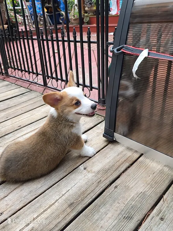 Pembroke Welsh Corgi Puppy 3 of 6 – Pembroke Welsh Corgi puppy for sale in Woodbridge, VA