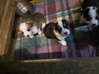 Pembroke Welsh Corgi Puppy 3 of 6, a male Pembroke Welsh Corgi for sale in Woodbridge, VA – 6 of 10