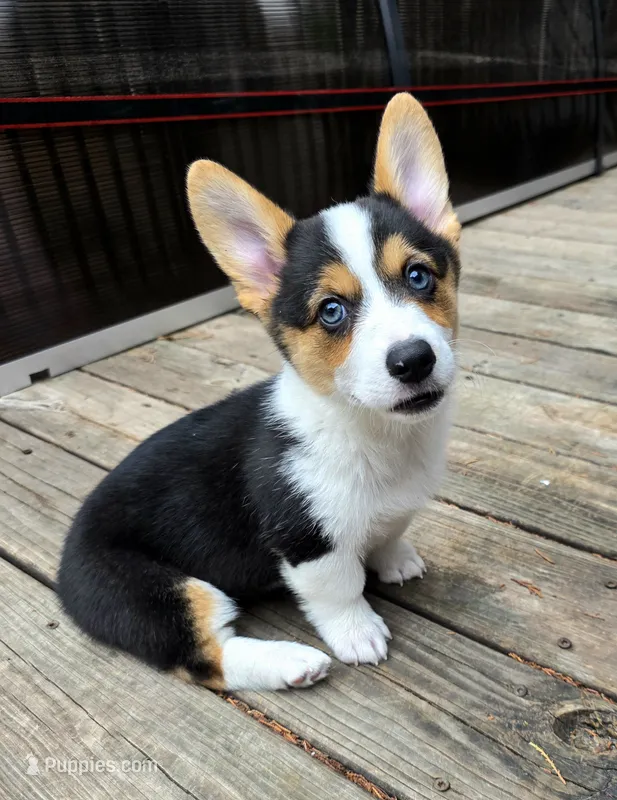 Pembroke Welsh Corgi Puppy 5 of 6 – Pembroke Welsh Corgi puppy for sale in Woodbridge, VA