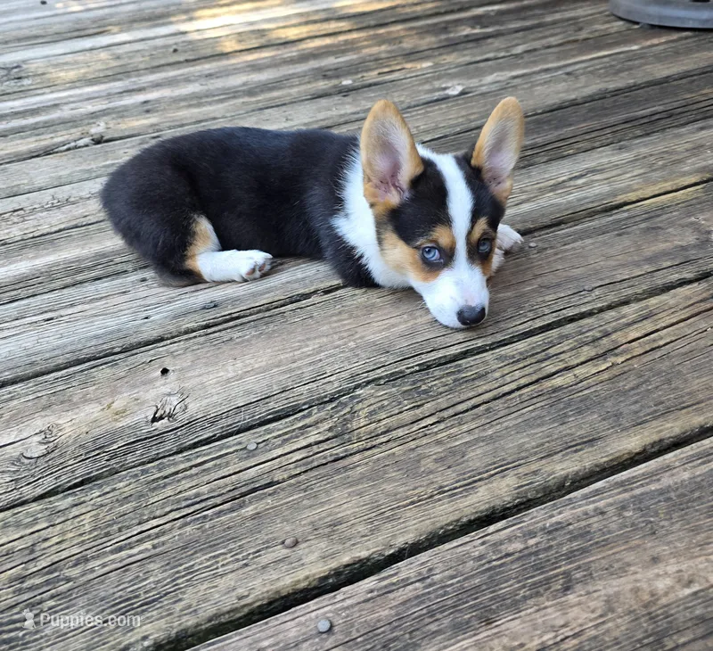 Pembroke Welsh Corgi Puppy 5 of 6 – Pembroke Welsh Corgi puppy for sale in Woodbridge, VA