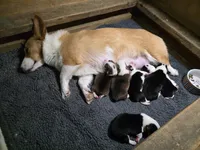 Pembroke Welsh Corgi Puppy 5 of 6, a female Pembroke Welsh Corgi for sale in Woodbridge, VA – 6 of 8