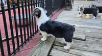 Bear - AKC/DNA Tested - Pembroke Welsh Corgi Puppy , a male Pembroke Welsh Corgi for sale in Woodbridge, VA – 4 of 10