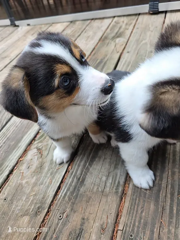 Pembroke Welsh Corgi Puppy 1 of 6 – Pembroke Welsh Corgi puppy for sale in Woodbridge, VA
