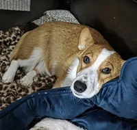 Pembroke Welsh Corgi Puppy 1 of 6, a male Pembroke Welsh Corgi for sale in Woodbridge, VA – 9 of 10
