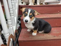 Pembroke Welsh Corgi Puppy 1 of 6, a male Pembroke Welsh Corgi for sale in Woodbridge, VA – 4 of 10