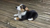 Pembroke Welsh Corgi Puppy 1 of 6, a male Pembroke Welsh Corgi for sale in Woodbridge, VA – 3 of 10