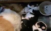 Pembroke Welsh Corgi Puppy 1 of 6, a male Pembroke Welsh Corgi for sale in Woodbridge, VA – 3 of 6