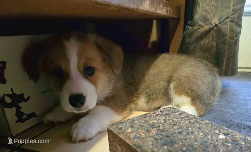 Pembroke Welsh Corgi Puppy 4 of 6 – Pembroke Welsh Corgi puppy for sale in Woodbridge, VA