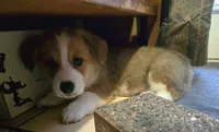 Pembroke Welsh Corgi Puppy 4 of 6, a male Pembroke Welsh Corgi for sale in Woodbridge, VA – 1 of 8
