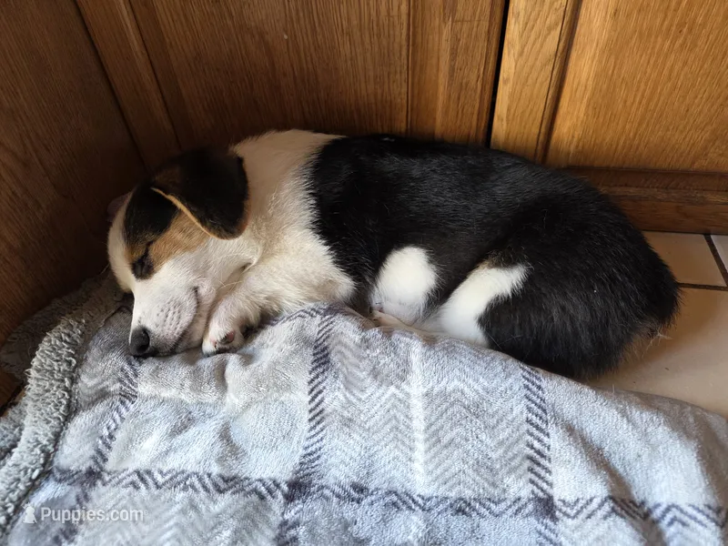 Pembroke Welsh Corgi Puppy 2 of 6 – Pembroke Welsh Corgi puppy for sale in Woodbridge, VA