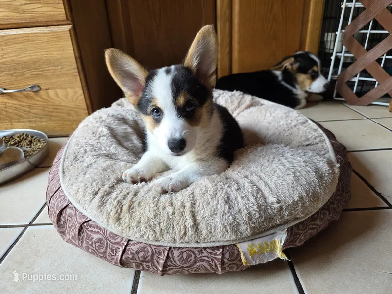 Pembroke Welsh Corgi Puppy 6 of 6 – Pembroke Welsh Corgi puppy for sale in Woodbridge, VA