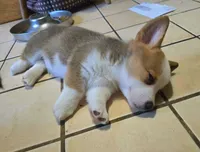 Pembroke Welsh Corgi Puppy 3 of 6, a male Pembroke Welsh Corgi for sale in Woodbridge, VA – 2 of 10